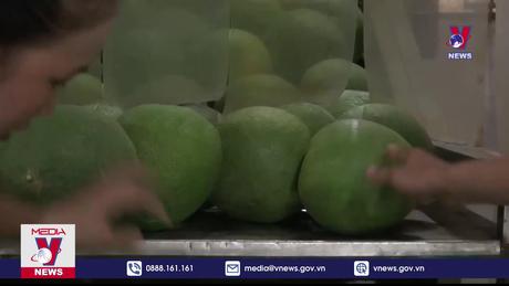 Xuất khẩu bưởi tăng đột biến