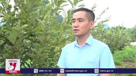 Cao Bằng tìm hướng đi cho cây dẻ Trùng Khánh