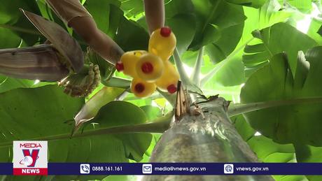 Giữ mã số vùng trồng giúp thúc đẩy xuất khẩu