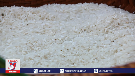 Ra mắt gạo hữu cơ Queen Rice