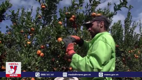 Giá nước cam tăng cao kỷ lục