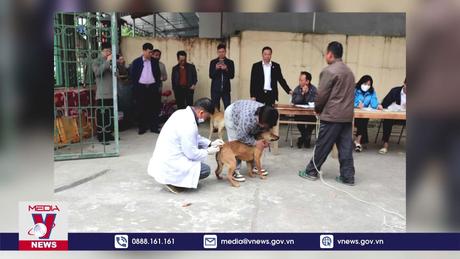 Bắc Kạn cảnh giác trước nguy cơ bệnh dại lan rộng
