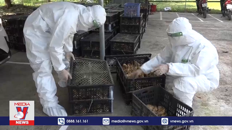 Phòng chống dịch bệnh để đảm bảo nguồn cung thực phẩm