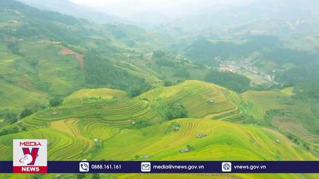 Mùa lúa chín ở vùng cao Mù Cang Chải
