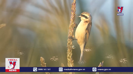 Bản tin thời sự 20h ngày 05/11/2023