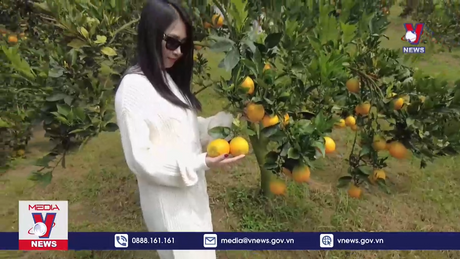 Mùa Cam lòng vàng ngọt trên cao nguyên Mộc Châu 