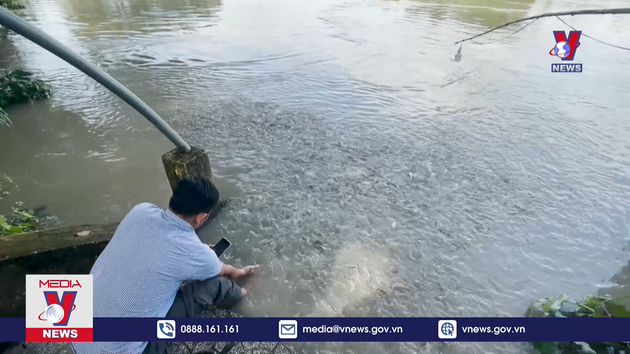 Thích thú với đàn cá tự nhiên nổi kín cả bến sông