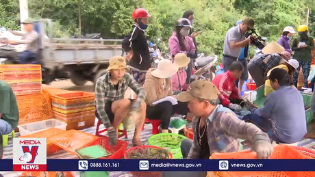 Trung Quốc ngưng nhập tôm hùm bông Việt Nam