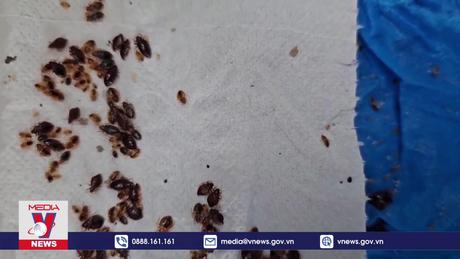 Hàn Quốc triển khai các biện pháp tiêu diệt rệp