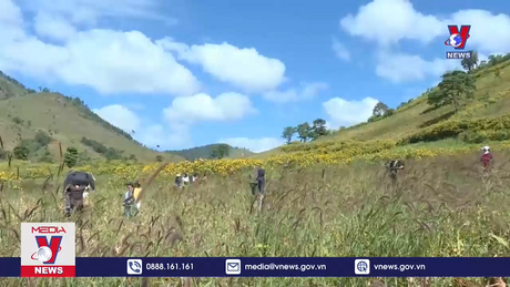 Khai mạc Tuần lễ Hoa Dã quỳ -  Núi lửa Chư Đang Ya năm 2023 