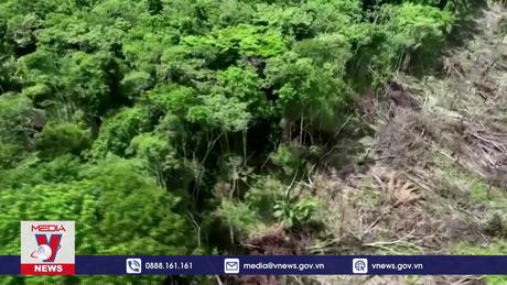 Brazil nỗ lực ngăn chặn nạn phá rừng Amazon