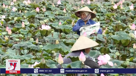 Phát triển sản phẩm du lịch từ sen