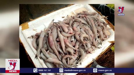 Quảng Bình phát hiện mẫu cá khoai chứa formol