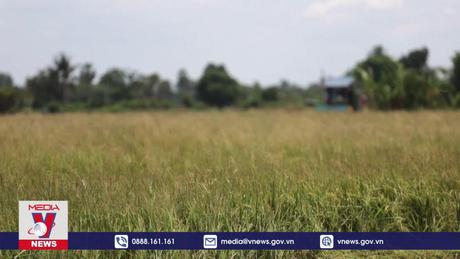 Thái Lan tăng mục tiêu xuất khẩu gạo