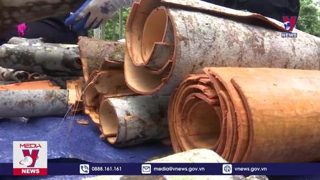 Bản tin Thời sự 8h ngày 16/11/2023