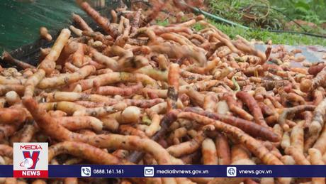 Phát triển dược liệu sạch, truy xuất được nguồn gốc 