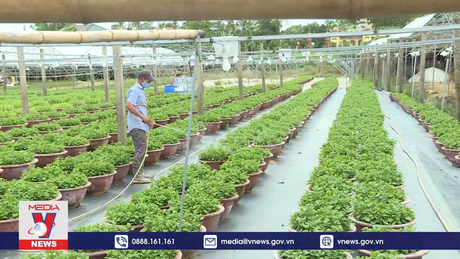 Đà Nẵng vào vụ sản xuất hoa Tết