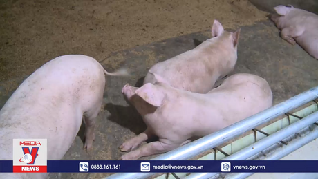 Phòng chống kháng kháng sinh trong chăn nuôi