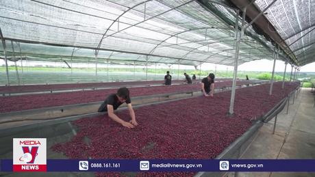 Ứng phó và thích ứng với các chính sách xanh của EU