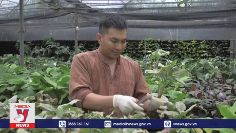 Bản tin Khởi nghiệp số 7: Người đưa kiểng lá Việt Nam xuất ngoại