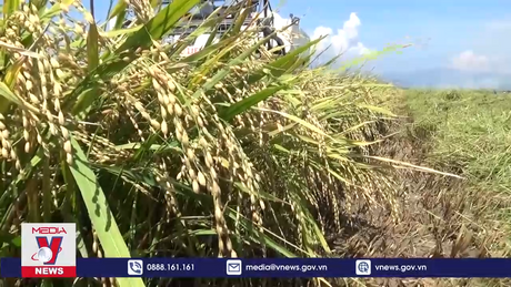 Hành trình trăm năm lúa gạo Việt