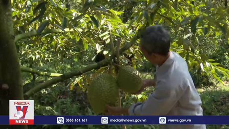 Sầu riêng Tiền Giang đạt giá cao, người trồng lãi lớn
