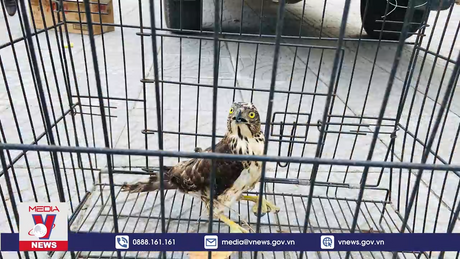 Quảng Bình tiếp nhận động vật hoang dã quý hiếm