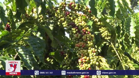 Nông dân Bình Phước phấn khởi vào vụ cà phê