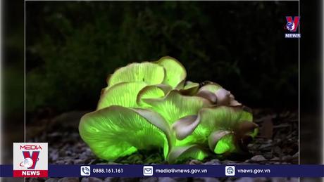 7 người ở Sa Pa bị ngộ độc do ăn nấm ma 