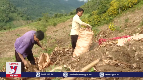 Dong riềng được mùa được giá