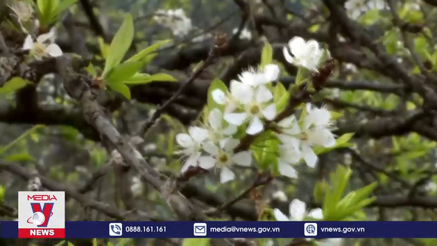 Mùa hoa mận nở sớm trên cao nguyên Mộc Châu