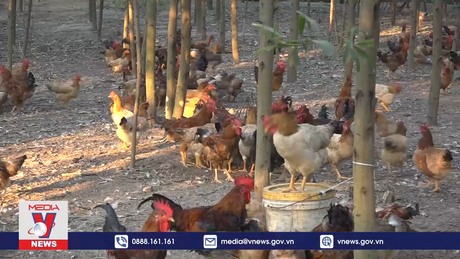 Nâng tầm thương hiệu “Gà đồi Phú Bình”