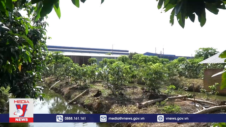 Nông dân gặp khó trong sản xuất vì nước tưới bị ô nhiễm