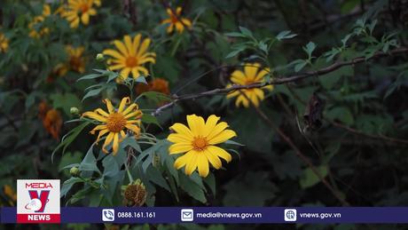 Mùa hoa dã quỳ nhuộm vàng núi đồi Tây Bắc