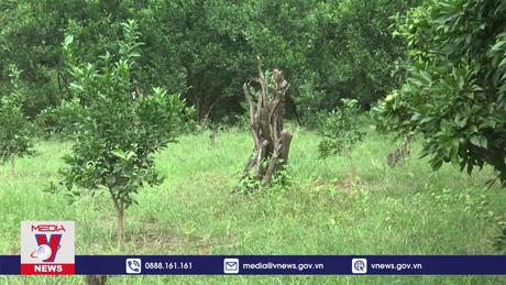 Loay hoay tìm lời giải chuyển đổi cây trồng trên đất cam