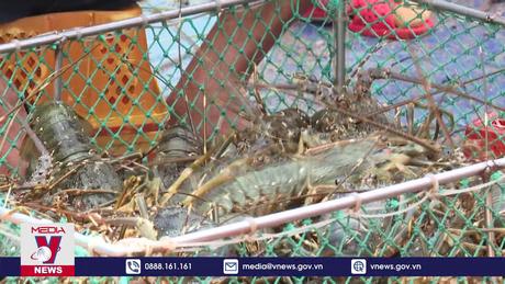 Đáp ứng quy định mới về nhập khẩu tôm hùm bông nuôi của Trung Quốc