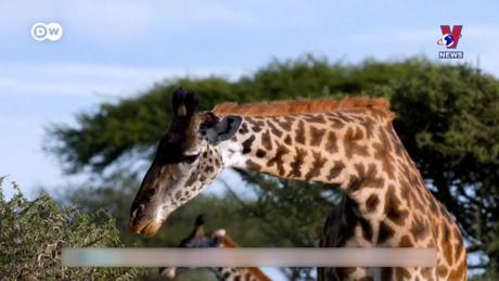 Tạp chí toàn cầu số 824 ngày 27/11/2023