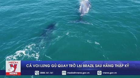 Cá voi lưng gù quay trở lại Brazil sau hàng thập kỷ