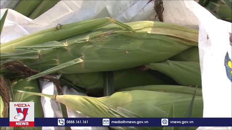 Nhập khẩu bắp ngô đạt gần 2,4 tỷ USD