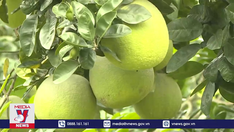 Giá trị sản xuất Bưởi đặc sản Đoan Hùng năm 2023 ước đạt 800 tỷ