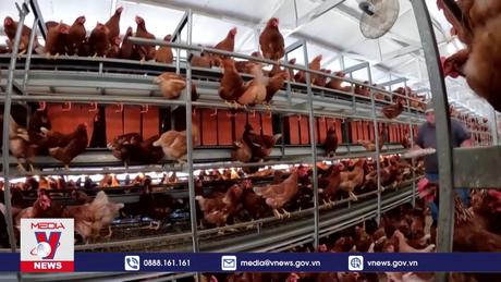 Pháp phát hiện cúm gia cầm tại trang trại nuôi gà tây