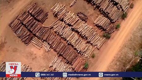 Brazil công bố kế hoạch ngăn chặn phá rừng Amazon