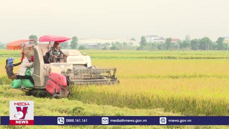 Phát triển 1 triệu ha chuyên canh lúa phát thải thấp