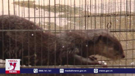 Bàn giao động vật hoang dã cho Hạt Kiểm lâm Vũng Tàu-Phú Mỹ 