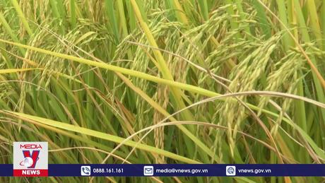 Gạo Việt Nam đăng quang gạo ngon nhất thế giới lần 2