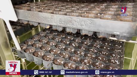 Nông trại thẳng đứng, sự lựa chọn của Hải Phòng 