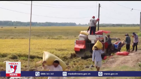 Tiền Giang trúng mùa vụ lúa hè thu