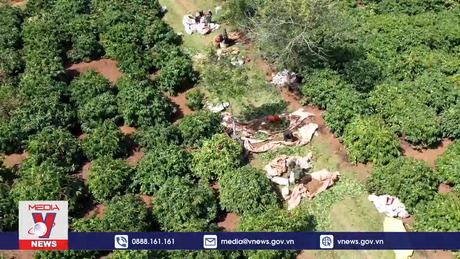  Thu hái quả chín để nâng cao chất lượng cà phê đạt chuẩn xuất khẩu