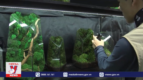 Bản tin Khởi nghiệp số 14: Độc đáo chàng trai vẽ tranh bằng rêu bảo tồn