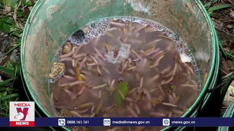 Đánh thức tiềm năng vùng nuôi rươi Ninh Bình